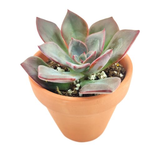 Echeveria Dark Moon 2 inch in pot, Echeveria Dark Moon in clay pot, 2 inch Echeveria Dark Moon in clay pot for sale, rosette succulent