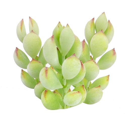 Cotyledon Pendens, Cliff Cotyledon, Cotyledon Succulents, Succulents near me, Succulents gift, types of succulents, succulent definition, succulent care guide, Succulents shop near me, succulent care, succulents store in CA, succulents garden, succulent plant, monthly succulents, succulent in California, How to grow Cotyledon Pendens , How to grow Cotyledon