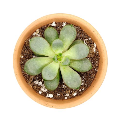 Graptoveria Amethorum Succulent for sale, Echeveria Amethorum Rosette Shaped Succulent Plant, How to care for Graptoveria Amethorum Succulent, How to grow Graptoveria Amethorum Succulent indoor, Rare Echeveria Succulents for sale, Succulents Gift Decor Ideas, rare succulents, rare succulents for sale, unique succulents, buy succulents online, rare succulent, succulent shop, unusual succulents, succulent store, succulents online