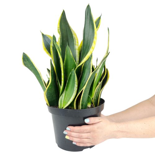 how to care for Snake Plant Sansevieria Black Gold Superba, low light houseplant, resilient houseplants