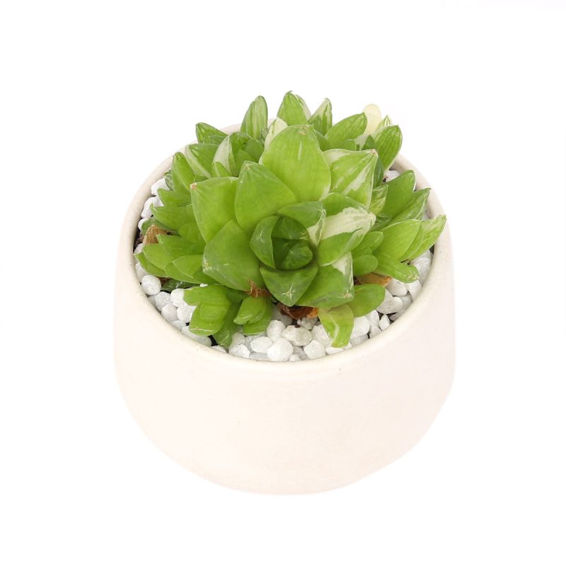 Live 2" Succulent with 3" Minimalistic Pot, Unique Succulent Gift Ideas, Succulent in white ceramic pots, Succulent Decor Ideas, 2 inch succulent pots for sale