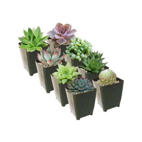 Best Succulents Pack for Beginners, Real Live Potted Succulents, Succulent Plants for beginners, Succulents Pack for sale, Assorted succulents for sale