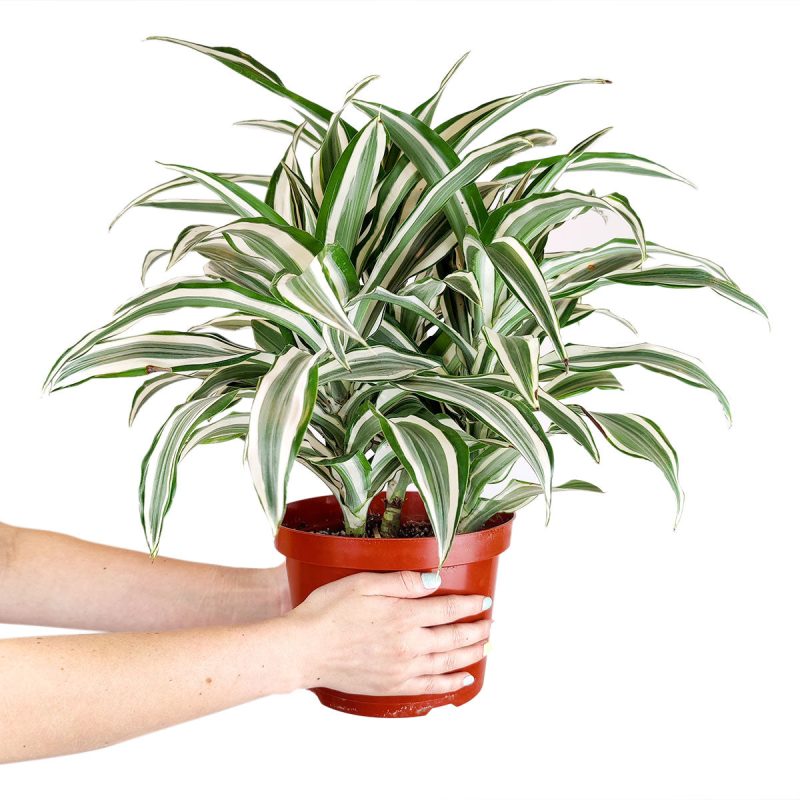 Dracaena Warneckii for home and office, most effective air-purifying houseplant, easy-care low light houseplant for home and office, buy plants online cheap