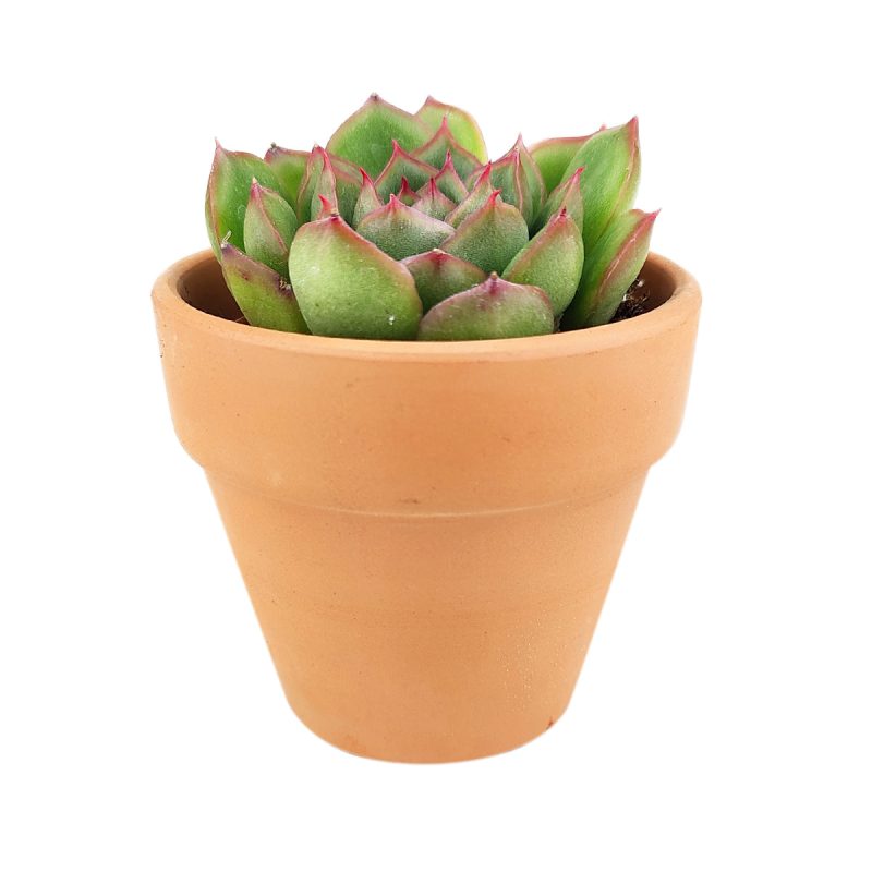 echeveria, echeveria succulent, rosette succulent, echeveria cris, colorful succulent plants, buy echeveria succulent online, Echeveria Cris in 2-inch Clay Pot