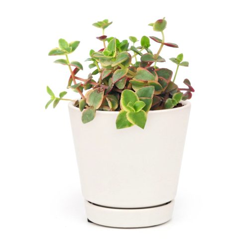 Calico kitten crassula for sale, Rare succulents, crassula varieties, succulent gift ideas, houseplant for home and office, easy to grow indoor succulent