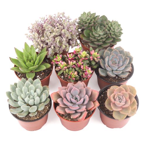 Succulent Gifts for Valentine's Day, Best Valentine Gifts 2024, Unique DIY Valentine's Day Gifts For That Special Someone, Succulent wedding favors, Wedding rosette succulents for sale, Buy asorted succulents for wedding favors