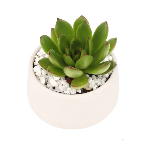 Live 2" Succulent with 3" Minimalistic Pot, Unique Succulent Gift Ideas, Succulent in white ceramic pots, Succulent Decor Ideas, 2 inch succulent pots for sale