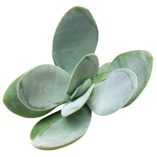 Crassula Cotyledonis for Sale, indoor succulents, succulents garden, how to grow succulents, succulent subscription, succulent care tips, succulent care, succulents store in CA, monthly succulents, Crassula Cotyledonis in California, How to grow Crassula Cotyledonis, crassula, crassula plant, crassula succulent, crassula types, crassula varieties, types of crassula, crassula species, crassulas, succulent crassula