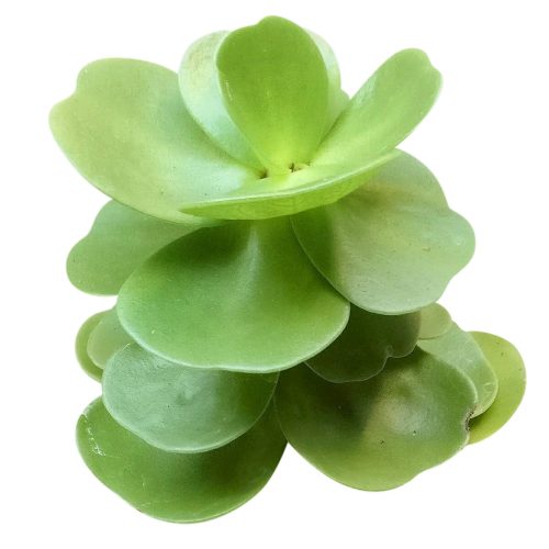 portulaca molokiniensis, 'ihi, succulent care, succulent subscription, cactus, Succulents shop near me, how to grow succulents, Rare succulents, indoor succulents, Succulents, portulaca molokiniensis in California, How to grow portulaca molokiniensis, rare succulents, rare succulents for sale, unique succulents, buy succulents online, rare succulent, succulent shop, unusual succulents, succulent store, succulents online