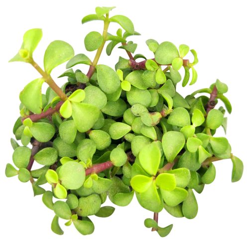 Portulacaria afra Decumbent Succulent for sale, How to care for Portulacaria afra Decumbent Plant, Elephant Bush Succulent, dwarf jade plant, jade plant for sale, lucky plant for sale, money tree for sale