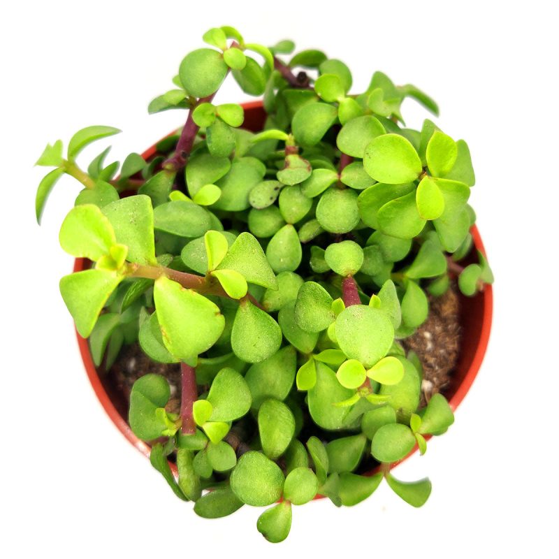 Portulacaria afra Decumbent Succulent for sale, How to care for Portulacaria afra Decumbent Plant, Elephant Bush Succulent, dwarf jade plant, jade plant for sale, lucky plant for sale, money tree for sale