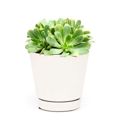 Aeonium Emerald Ice Bright Green Rosette Succulent for sale, How to grow and care for Aeonium Succulent Plant, Aeonium Emerald Ice Propagation, Premium Succulent Gift Box for any occasion, Aeonium Emerald Ice Succulent with care guide, Succulent & Cactus for sale