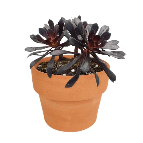 Tip and Advice for Aeonium Black Rose, succulents garden, Rare succulents, succulent subscription, Succulents shop near me, cactus, monthly succulents, succulent care tips, indoor succulents, Aeonium Black Rose in California, How to grow Aeonium Black Rose, dark-colored succulent plants