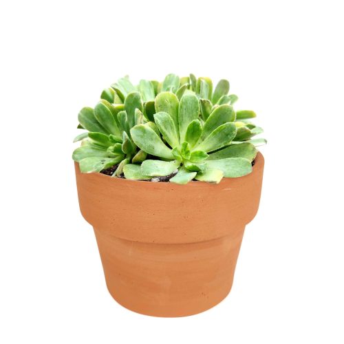 Premium Succulent Gift Box for any occasion, Aeonium Emerald Ice Succulent with care guide, Succulent & Cactus for sale