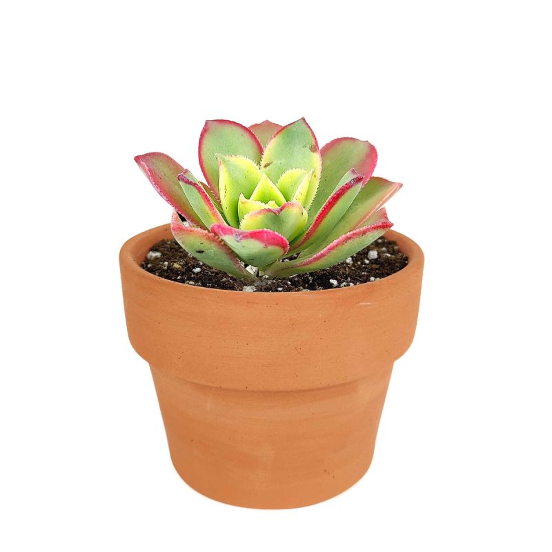 aoenium, aeonium arboreum, succulent plant, Succulents shop near me, succulent care guide, succulent care tips, succulent subscription, colorful succulents