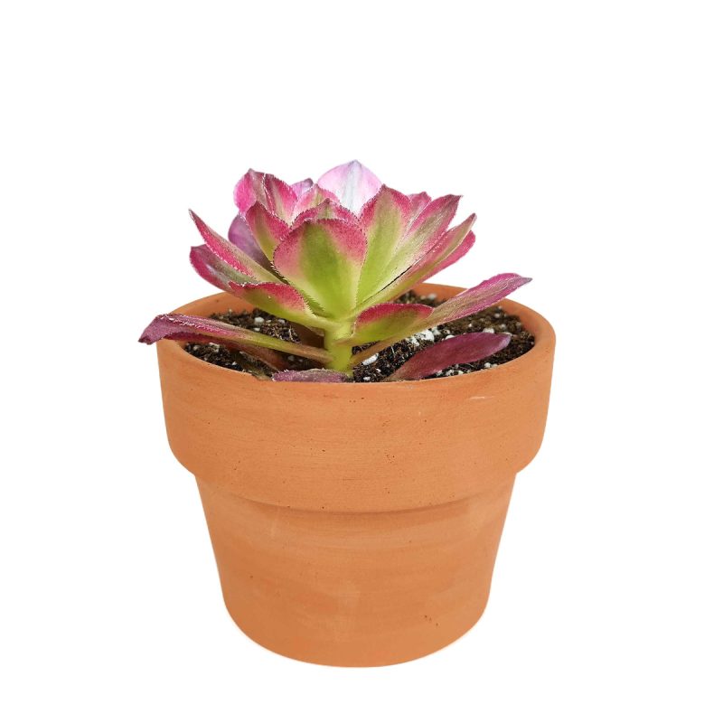 Aeonium Mardi Gras, Succulents, succulent care guide, Succulents shop near me, succulent care, succulents store in CA, succulents garden, succulent plant, monthly succulents, Aeonium Mardi Gras in California, How to grow Aeonium Mardi Gras