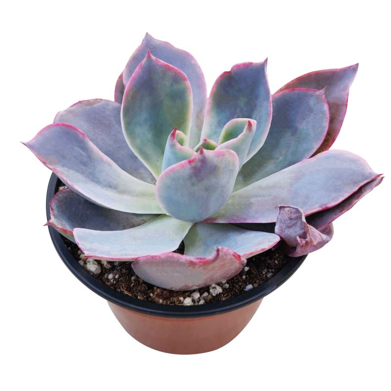 buy echeveria afterglow large rosette succulent online, pink and purple succulent, succulent wedding favors, succulent wedding centerpieces, succulent wedding bouquet, echeveria succulent types, rosette succulent types, echeveria pink edge, purple echeveria, rare succulent plants