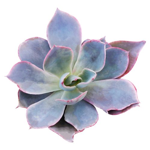 buy echeveria afterglow large rosette succulent online, pink and purple succulent, succulent wedding favors, succulent wedding centerpieces, succulent wedding bouquet, echeveria succulent types, rosette succulent types, echeveria pink edge, purple echeveria, rare succulent plants