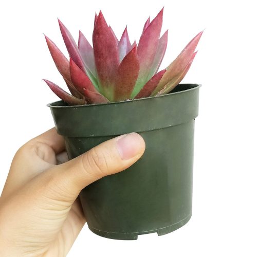 AGAVOIDES 1