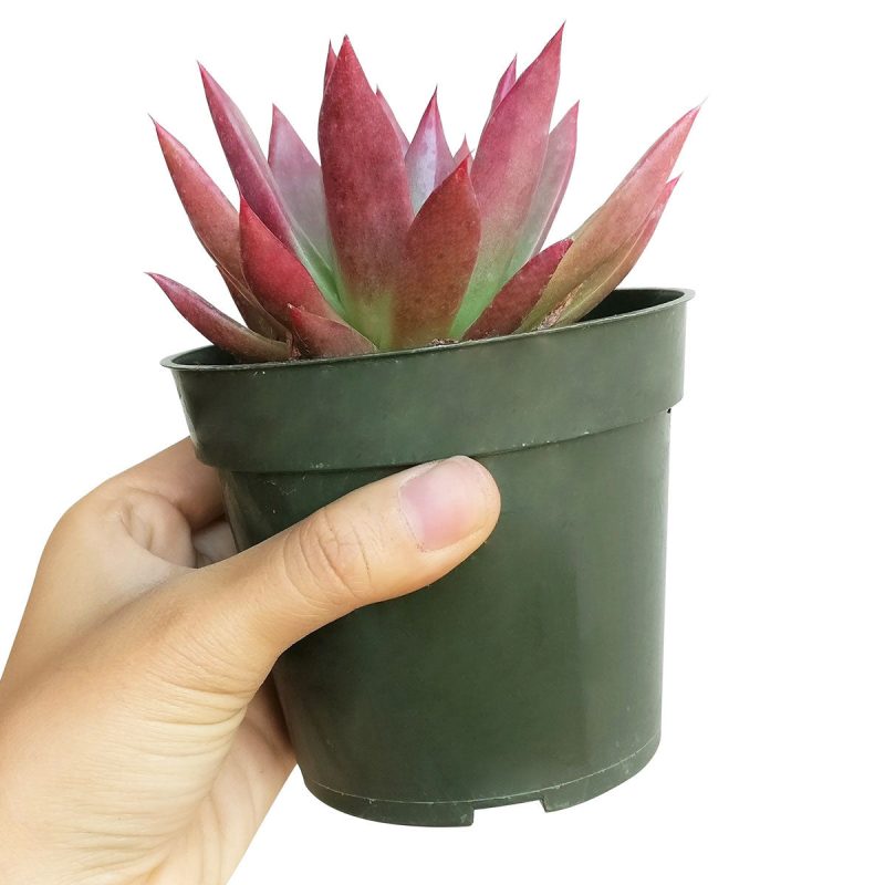 AGAVOIDES 1