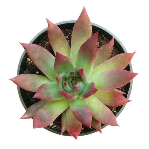 AGAVOIDES 2