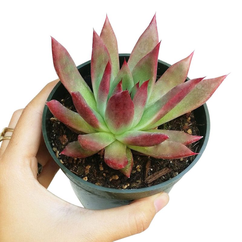 Echeveria Agavoides Succulent, Succulents, succulent care, succulents shop in California, Rare succulents, succulent subscription, succulents store in CA, Echeveria Agavoides Lipstick in California, How to grow Echeveria Agavoides Lipstick, Thanksgiving succulents gift, Easter succulents idea, Growing succulents for thanksgiving, indoor succulents, echeveria, echeveria succulent, echeveria types, succulent echeveria, buy succulents online, succulent shop, succulent store, echeveria plant