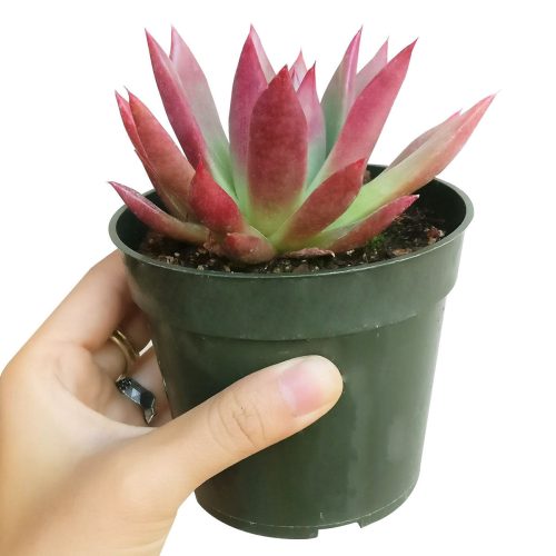 AGAVOIDES 4