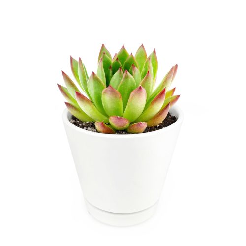 agavoide in 6 inch minimalist pot, succulent in large ceramic pot for sale, plant in 6 inch large pot