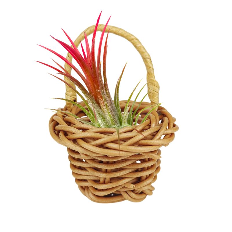 AIRPLANT BASKET