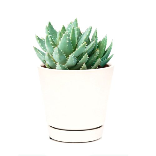 Aloe Brevifolia Succulent, succulents store in CA, cactus, Succulents shop near me, succulents garden, succulent subscription, how to grow succulents, succulent care, Succulents, Aloe Brevifolia Succulent in California, How to grow Aloe Brevifolia Succulent