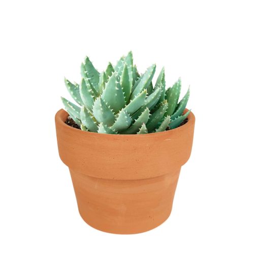 Aloe Brevifolia Succulent, succulents store in CA, cactus, Succulents shop near me, succulents garden, succulent subscription, how to grow succulents