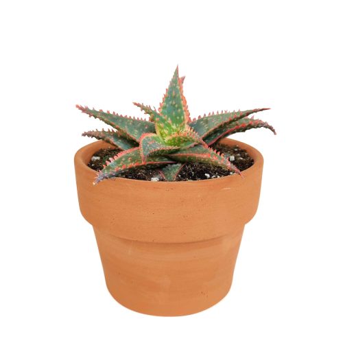 buy Aloe Christmas Carol in terracotta clay pot, 2 inch/ 4 inch christmas carol aloe plant for sale, aloe plant for sale, succulents for sale, indoor succulent, easy care succulent, colorful houseplant, red succulents for Holiday decor, rare succulent plant for sale