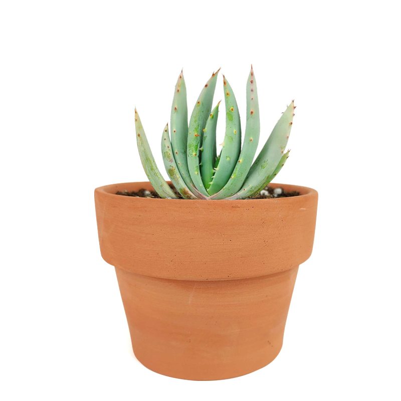 Aloe Peglerae succulent, Aloe Peglerae care, how to care for Aloe Dichotoma, Aloe Aloe Peglerae or sale