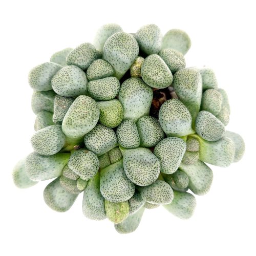 Aloinopsis schooneesii, succulents store in CA, succulents shop in California, Rare succulents, succulent plant, Succulents, cactus, succulent care, how to grow succulents, Aloinopsis schooneesii in California, How to grow Aloinopsis schooneesii, rare succulents, rare succulents for sale, unique succulents, buy succulents online, rare succulent, succulent shop, unusual succulents, succulent store, succulents online