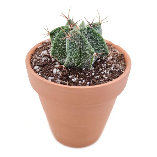 Astrophytum Ornatum Star Cactus for sale, bishop's cap, monk's hood cactus, unique cactus succulent, rare cactus for sale, cactus gift ideas, cactus home garden decoration,cactus, cactus succulent, succulent cactus, cacti, cactus and succulents, succulents box, succulent shop, buy succulents online