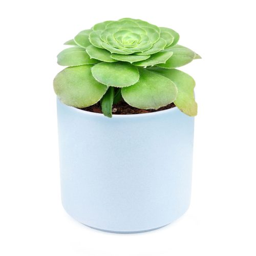 Aeonium Tabuliforme for Sale, dinner plate succulent care, aeonium dinner plate, aeonium dinner plate plant, aeonium tabuliforme care, aeonium tabuliforme variegated, types of succulents, desert cactus, desert plants names, how to water succulents, aeonium, edibal succulents, succulent definition, desert plants, desert flower, succulent meaning, succulents care, how to care for succulents, watering succulents, how to plan succulents, succulents box, gift, decor