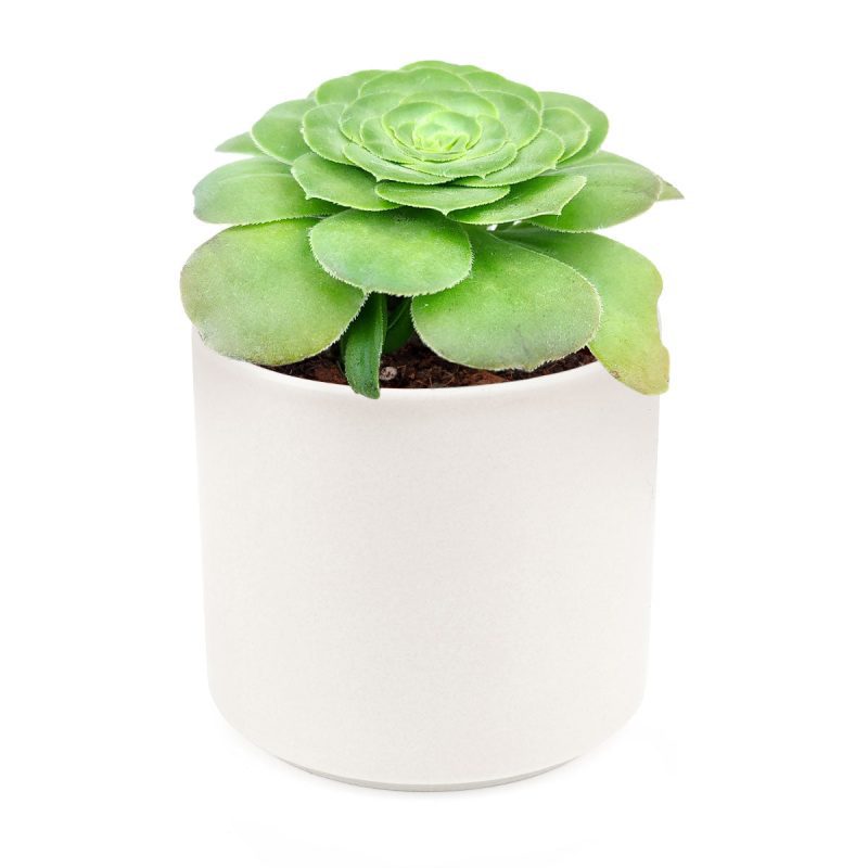 Aeonium Tabuliforme for Sale, dinner plate succulent care, aeonium dinner plate, aeonium dinner plate plant, aeonium tabuliforme care, aeonium tabuliforme variegated, types of succulents, desert cactus, desert plants names, how to water succulents, aeonium, edibal succulents, succulent definition, desert plants, desert flower, succulent meaning, succulents care, how to care for succulents, watering succulents, how to plan succulents, succulents box, gift, decor