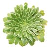 Aeonium Emerald Ice Bright Green Rosette Succulent for sale, How to grow and care for Aeonium Succulent Plant, Aeonium Emerald Ice Propagation, Premium Succulent Gift Box for any occasion, Aeonium Emerald Ice Succulent with care guide, Succulent & Cactus for sale