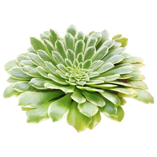 Aeonium Emerald Ice Bright Green Rosette Succulent for sale, How to grow and care for Aeonium Succulent Plant, Aeonium Emerald Ice Propagation, Premium Succulent Gift Box for any occasion, Aeonium Emerald Ice Succulent with care guide, Succulent & Cactus for sale