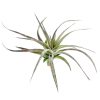 Tillandsia Aeranthos Purple air plant for sale, How to take care for Tillandsia Aeranthos Purple air plant, Tillandsia Aeranthos Purple with air plant care guide