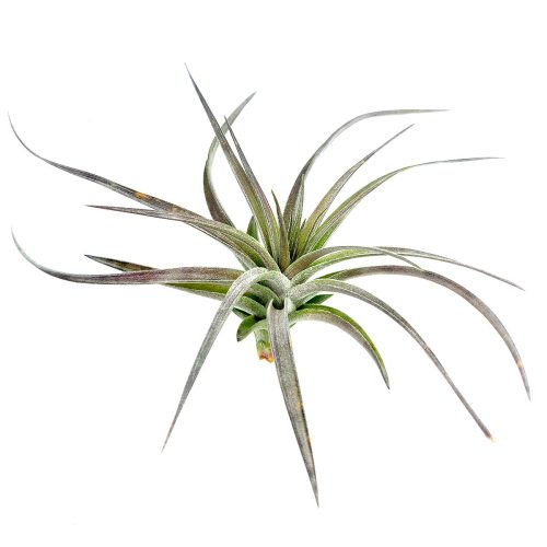 Tillandsia Aeranthos Purple air plant for sale, How to take care for Tillandsia Aeranthos Purple air plant, Tillandsia Aeranthos Purple with air plant care guide