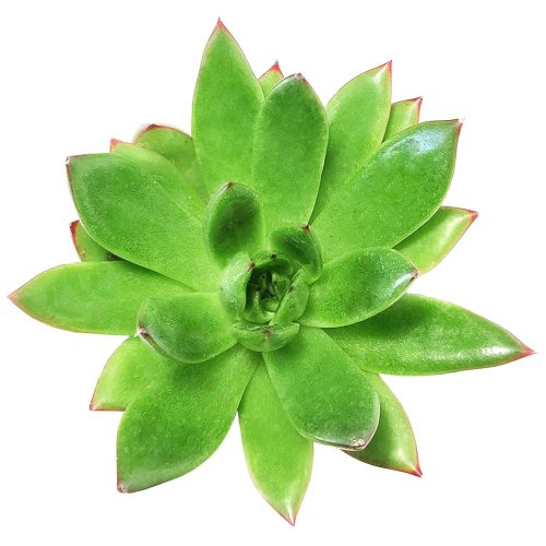 Agavoides Chrismast