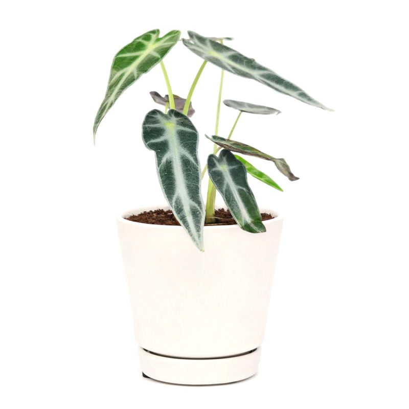 bambino plant alocasia, alocasia bambino soil, how to care for alocasia bambino, alocasia bambino plant, bambino alocasia care, alocasia bambino light requirements, alocasia bambino problems, alocasia bambino propagation, alocasia bambino full grown, alocasia bambino care tips, alocasia bambino humidity, alocasia bambino water, alocasia bambino flower, alocasia bambino size