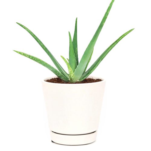 aloe vera, aloe vera plant, aloe vera plant care, aloe vera benefits, aloe vera flower, aloe vera water, aloe vera leaf, how to take care of aloe vera plant, benefits of aloe vera, aloe vera plant near me, how to grow aloe vera, aloe vera plant benefits, aloe vera care, how to care for aloe vera plant, where to buy aloe vera plant, how often to water aloe vera plant, aloe vera uses, aloe vera near me