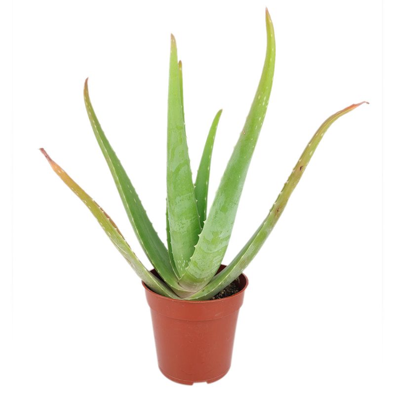 Aloevera