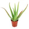 aloe vera, aloe vera plant, aloe vera plant care, aloe vera benefits, aloe vera flower, aloe vera water, aloe vera leaf, how to take care of aloe vera plant, benefits of aloe vera, aloe vera plant near me, how to grow aloe vera, aloe vera plant benefits, aloe vera care, how to care for aloe vera plant, where to buy aloe vera plant, how often to water aloe vera plant, aloe vera uses, aloe vera near me