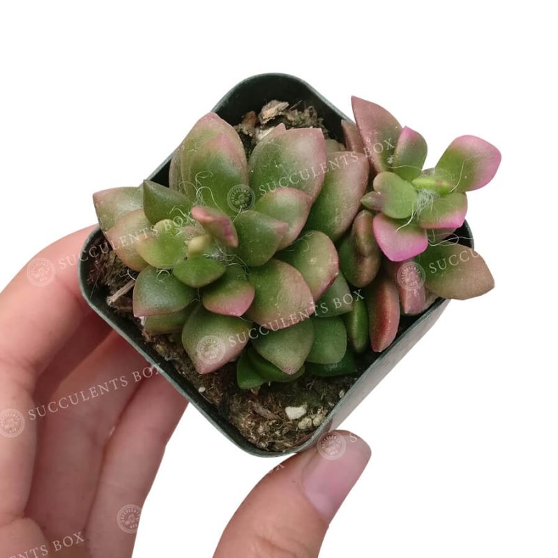 Anacampseros Telephiastrum Succulent Plant for sale, How to care for Anacampseros Telephiastrum, Growing for Anacampseros Telephiastrum, Succulent Gift Box Ideas, Succulent wedding favor