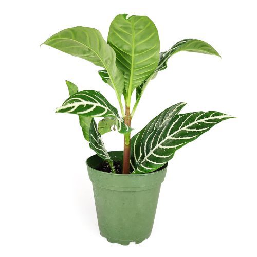 AphelandraZebraPlant