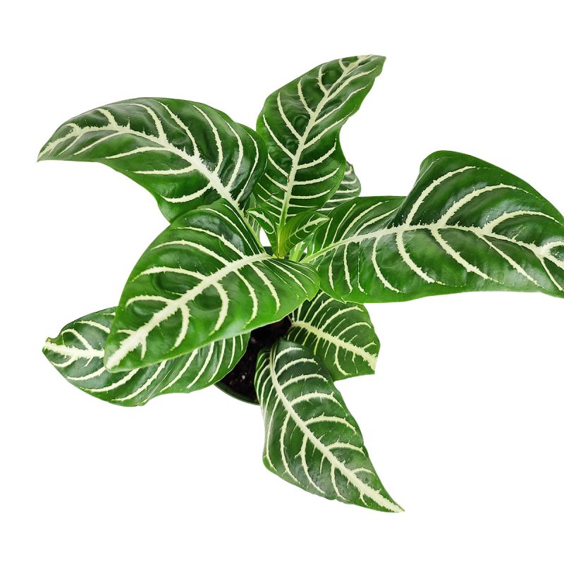 AphelandraZebraPlant 1