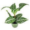 Aphelandra Zebra Plant, Aphelandra squarrosa, Zebra Plant, Snow White Plant, Saffron Spike Zebra, unusual houseplant, colorful foliage houseplant, exotic houseplant, Flowering Houseplants